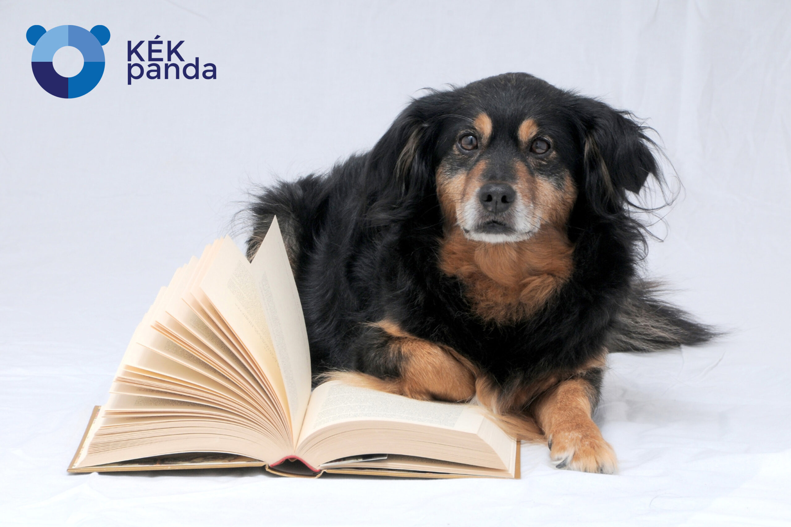 A kutyaiskola előnyei