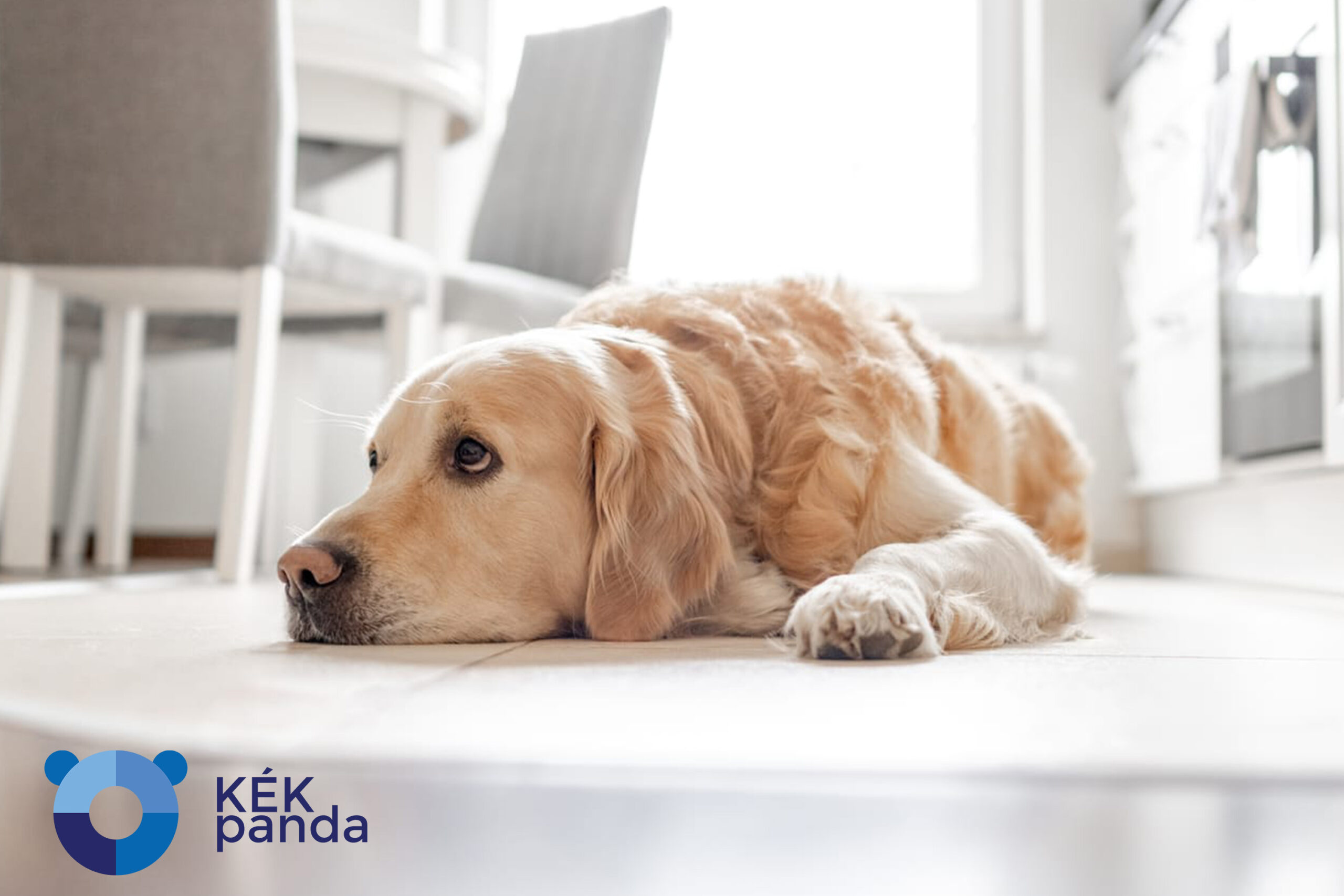 M&eacute;rgező anyagok a kuty&aacute;k sz&aacute;m&aacute;ra