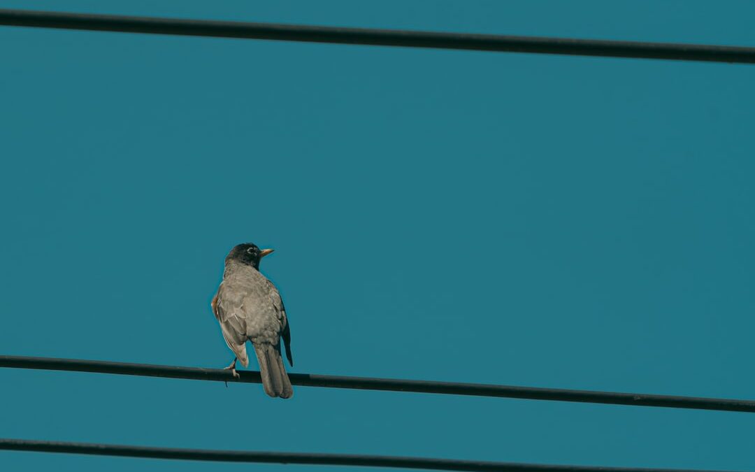 Photo Wrestling commentator