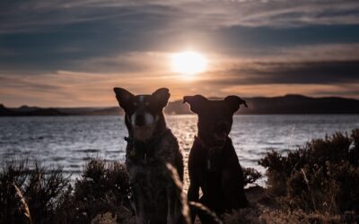 Photo Reservoir Dogs