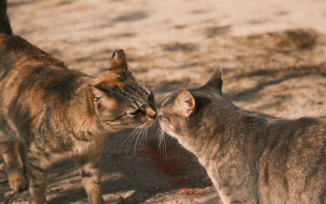 Photo Wildcat showdown