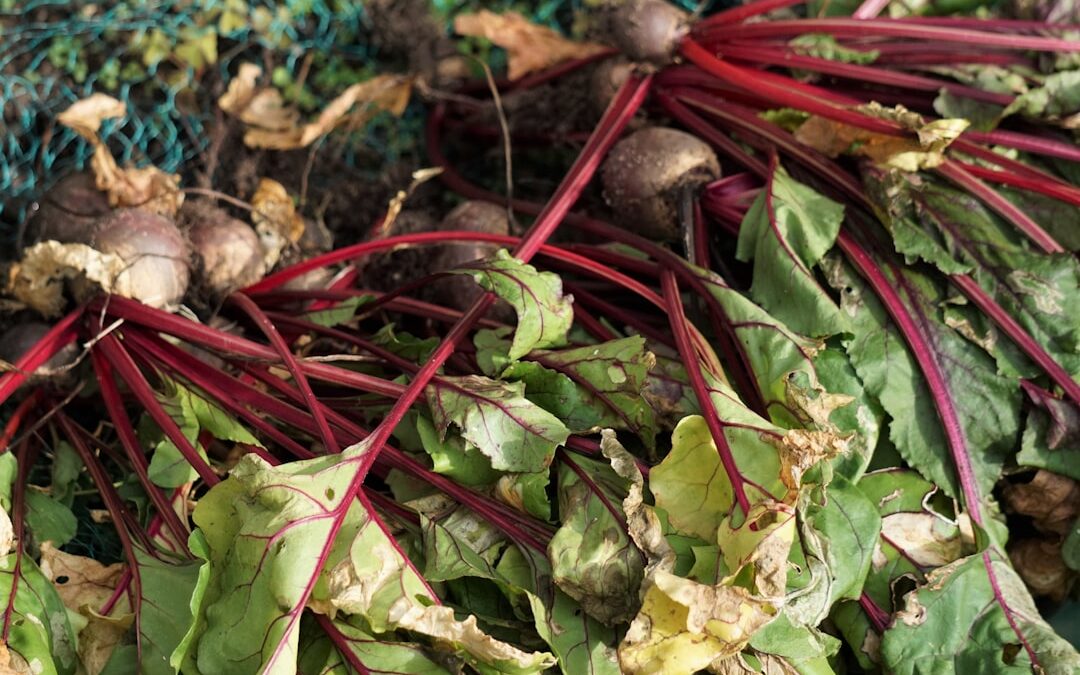 Photo Root vegetables